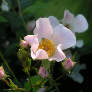 Floraison unique aux fleurs simples, rose pâle.